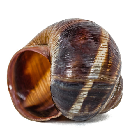 Spiral shell of snail, isolated on white backgroundの写真素材
