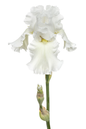 Flower of  white iris close-up, isolated on white backgroundの写真素材