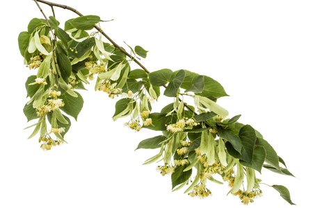 Flowers and leaves of linden, isolated on white backgroundの写真素材