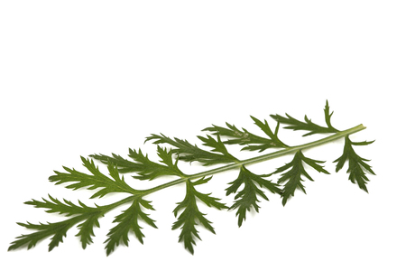 Leaf and stem of the pyrethrum flower, isolated on white backgroundの写真素材