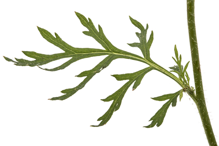 Leaf of peony flower, lat. Paeonia, isolated on white backgroundの写真素材