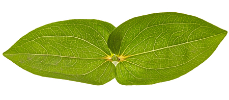 Leaf of the flower of zinnia, isolated on white background