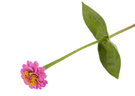 Flower of zinnia, isolated on white backgroundの写真素材