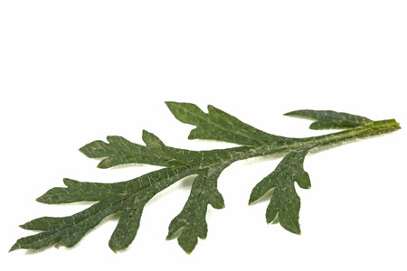 Leaf of peony flower, lat. Paeonia, isolated on white backgroundの写真素材