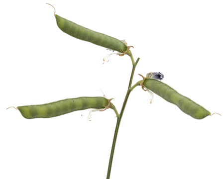 Seeds and pods of the sweet pea, isolated on white backgroundの写真素材