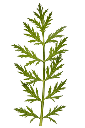 Leaf and stem of the pyrethrum flower, isolated on white backgroundの写真素材