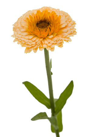 Flower of calendula, isolated on white backgroundの写真素材