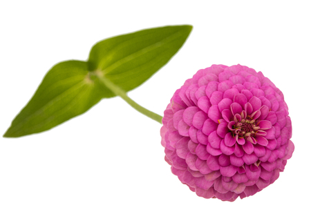 Flower of zinnia, isolated on white backgroundの写真素材