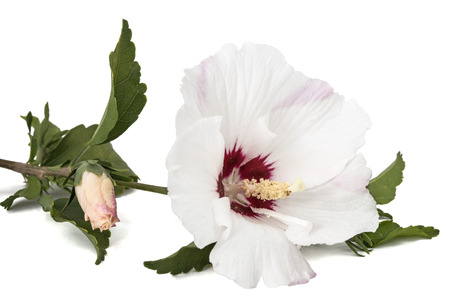 Flower of hibiscus, isolated on white backgroundの写真素材
