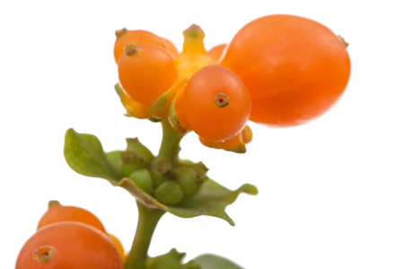 Berries of honeysuckle, lat. Lonicera caprifolium, isolated on white backgroundの写真素材