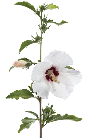 Flower of hibiscus, isolated on white backgroundの写真素材