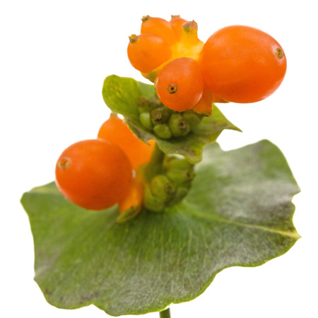 Berries of honeysuckle, lat. Lonicera caprifolium, isolated on white backgroundの写真素材