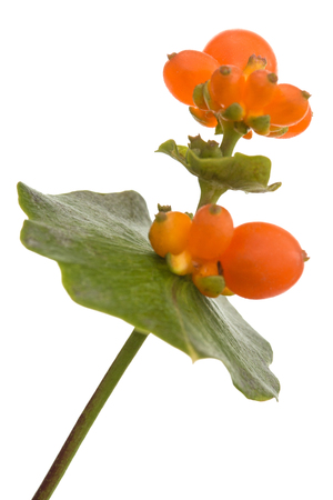 Berries of honeysuckle, lat. Lonicera caprifolium, isolated on white backgroundの写真素材