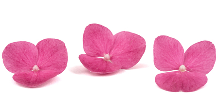 Red flower of hydrangea close-up, isolated on white backgroundの写真素材