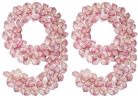Arabic numeral 99, ninety nine, from flowers of hydrangea, isolated on white background
