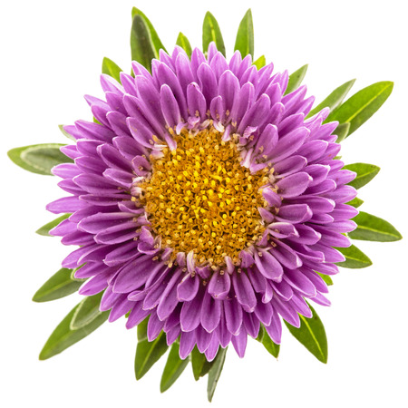 Flower of aster, isolated on a white backgroundの写真素材