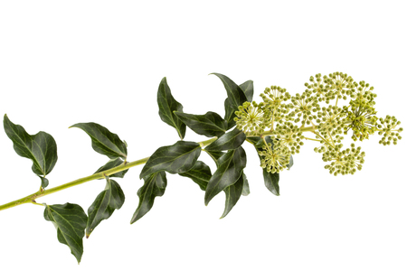 Flowering ivy, branch with inflorescences and green leaves, isolated on white backgroundの写真素材
