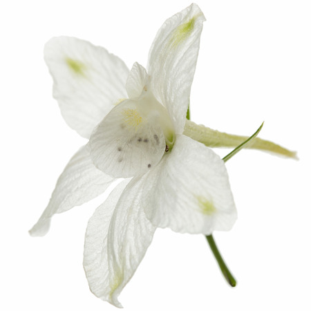 White flower of Delphinium, Larkspur flower, isolated on white backgroundの写真素材