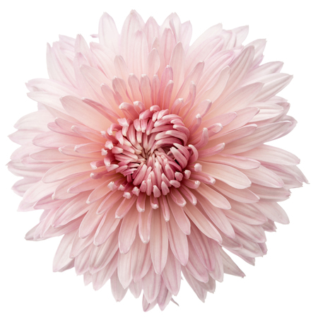 Chrysanthemum flower, isolated on white backgroundの写真素材