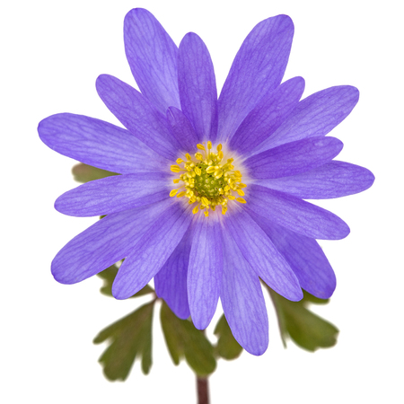 Blue flower of aster, isolated on a white backgroundの写真素材