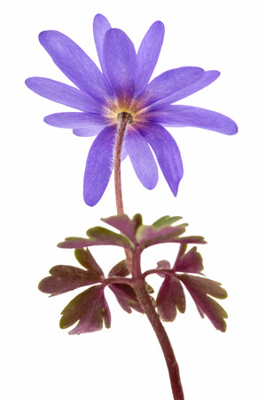 Blue flower of aster, isolated on a white backgroundの写真素材