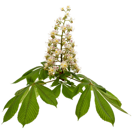 Flowering branch of horse-chestnut tree (Aesculus hippocastanum), isolated on white background の写真素材