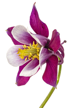 Purple flower of aquilegia, blossom of catchment closeup, isolated on white backgroundの写真素材