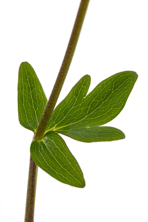 Leaves of the flowers of catchment, lat. Aquilegia, isolated on white backgroundの写真素材