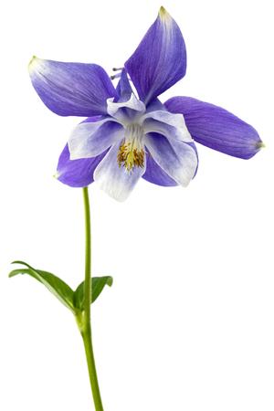 Violet flower of aquilegia, blossom of catchment closeup, isolated on white background
の写真素材
