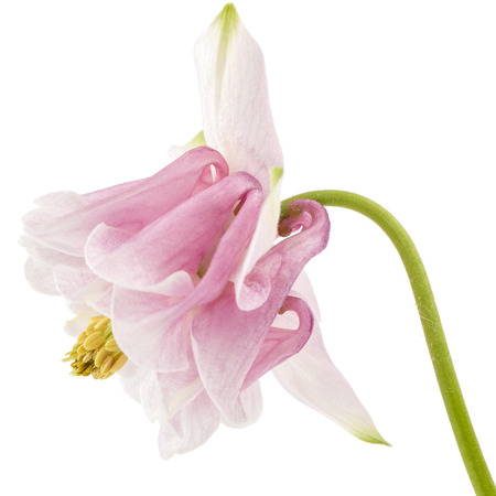 Rosy flower of aquilegia, blossom of catchment closeup, isolated on white backgroundの写真素材
