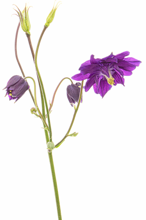 Violet flower of aquilegia, blossom of catchment closeup, isolated on white backgroundの写真素材