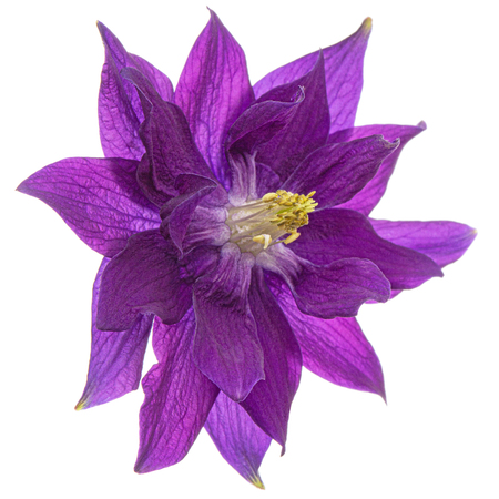 Violet flower of aquilegia, blossom of catchment closeup, isolated on white backgroundの写真素材