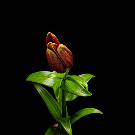 Flower of dark red lily, isolated on black background