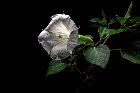Datura flower, dope, stramonium, thorn-apple, jimsonweed, isolated on black backgroundの写真素材