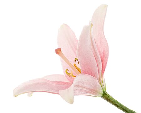 Flower of light pink lily, isolated on white backgroundの写真素材