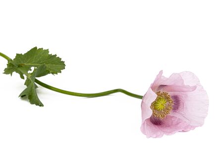 Flower of rose poppy, lat. Papaver, isolated on white backgroundの写真素材