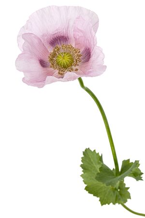 Flower of rose poppy, lat. Papaver, isolated on white backgroundの写真素材