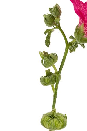 Buds of mallow, isolated on white backgroundの写真素材