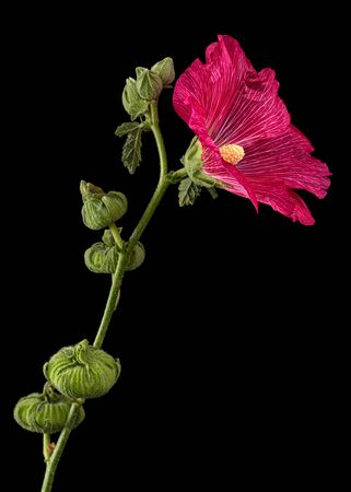 Red flower of mallow, isolated on black backgroundの写真素材