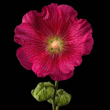 Red flower of mallow, isolated on black backgroundの写真素材