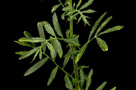 Sprig of marigold with green leafs (lat. Tagetes),  isolated on black backgroundの写真素材