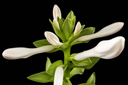 Blooming white flower of Hosta, also Funkia, family of Asparagus (lat. Asparagales), on black backgroundの写真素材