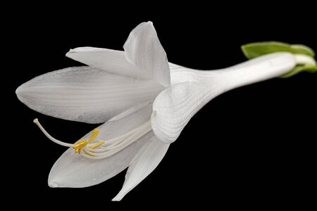 Blooming white flower of Hosta, also Funkia, family of Asparagus (lat. Asparagales), on black backgroundの写真素材