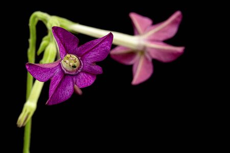 Flower of fragrant tobacco, lat. Nicotiana sanderae, isolated on black backgroundの写真素材