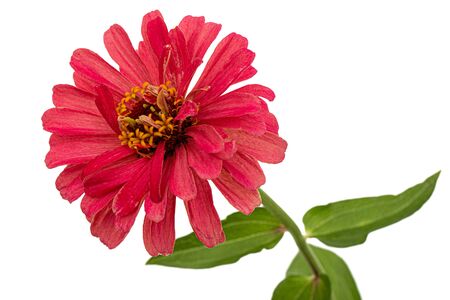Red flower of zinnia, isolated on white backgroundの写真素材
