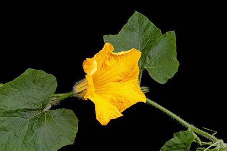 Yellow flower of pumpkin, isolated on black backgroundの写真素材