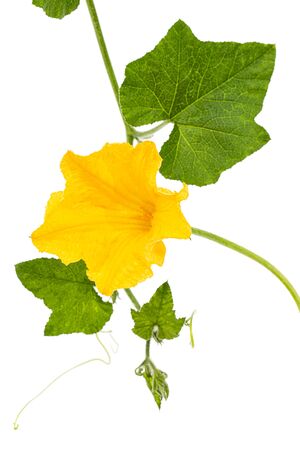 Yellow flower of pumpkin, isolated on white backgroundの写真素材