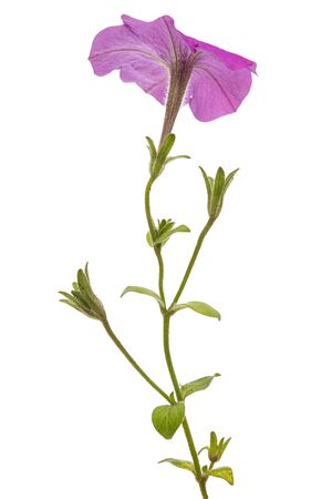 Lilac petunia flower, isolated on white backgroundの写真素材