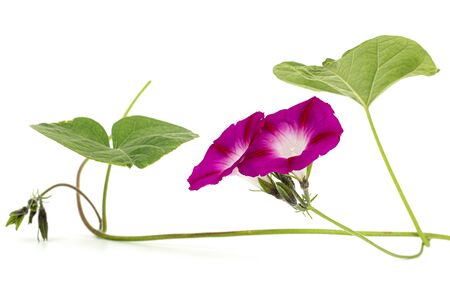 Flower of  ipomoea, Japanese morning glory, convolvulus, isolated on white background