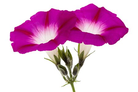 Flower of  ipomoea, Japanese morning glory, convolvulus, isolated on white backgroundの写真素材